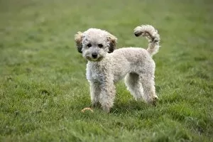 Images Dated 27th March 2011: Dog - Standard Poodle puppy playing in garden