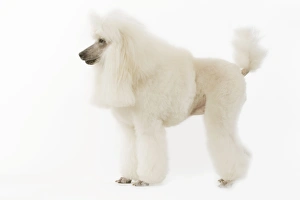 Images Dated 13th March 2006: Dog - Standard Poodle WE0T1478