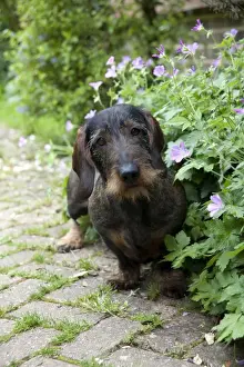 DOG - Standard wire haired dachshund - sitting in flowerbed
