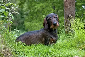 Gardens Prints: DOG - Standard wire haired dachshund - sitting in garden