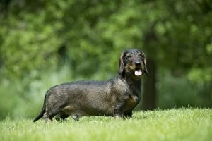 DOG - Standard wire haired dachshund - standing in garden