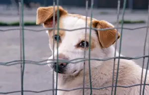 Mongrels Prints: Dog - Street dog behind grill