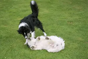 Submissive Prints: Dog - submissive behaviour