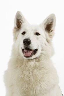 Images Dated 9th April 2006: Dog - Swiss White Shepherd