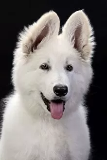 Alastians Gallery: Dog - Swiss White Shepherd Dog