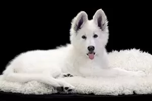 Alastians Gallery: Dog - Swiss White Shepherd Dog