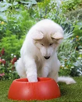 Alastians Gallery: Dog - Swiss White Shepherd Dog - with dog bowl