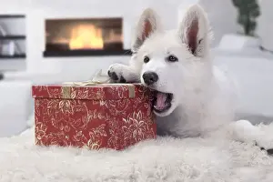 White Rug Prints: Dog - Swiss White Shepherd Dog - with gift-wrapped present