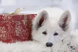 Christmas Prints: Dog - Swiss White Shepherd Dog - with gift-wrapped present