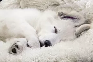 Alastians Gallery: Dog - Swiss White Shepherd Dog - sleeping