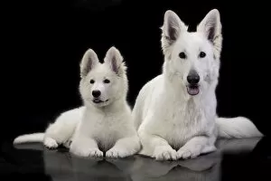Dog - Swiss White Shepherd Dogs