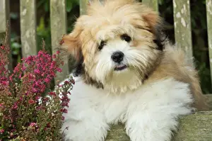 Cross Breed Prints: DOG. Teddy Bear dog