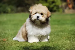 DOG. Teddy Bear dog