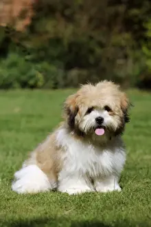 DOG. Teddy Bear dog