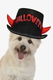 Images Dated 2nd July 2021: DOG. Teddy bear dog, head and shoulders wearing a Halloween hat Date: 02-07-2021