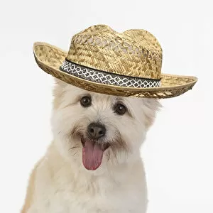 DOG. Teddy bear dog, head and shoulders wearing hat