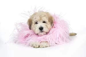 Dog. Teddy Bear dog in pink scarf