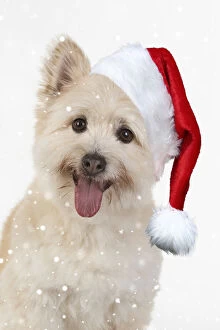 Images Dated 18th May 2020: DOG. Teddy bear dog wearing a Christmas hat