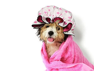 Dog Teddy Bear dog wrapped in a towel wearing a
