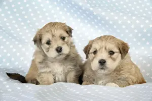 Dog. Teddy bear puppies