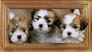 Dog. Teddy bear puppies in picture frame