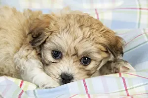 Dog. Teddy bear puppy laying on blanket