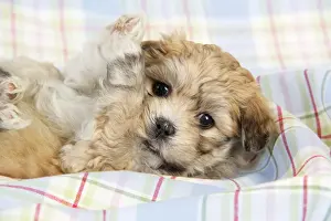 Dog. Teddy bear puppy laying on blanket with paws in air