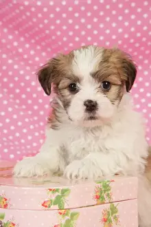 Suitcases Prints: Dog. Teddy bear puppy leaning on pink suitcase