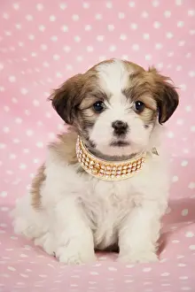 Dog. Teddy bear puppy on pink background