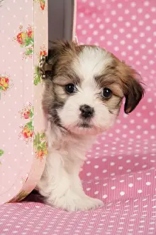 Puppy Prints: Dog. Teddy bear puppy in pink suitcase