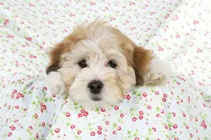 Dog. Teddy dog