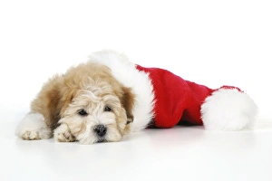 Images Dated 23rd July 2008: Dog. Teddy dog with Christmas hat