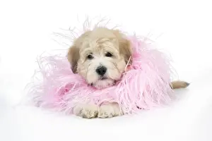 Scarf Prints: Dog. Teddy dog in pink scarf