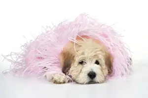 Scarf Prints: Dog. Teddy dog in pink scarf