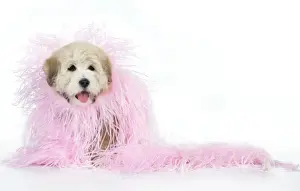 Bichon Frises Prints: Dog. Teddy dog in pink scarf Digital Manipulation: added more scarf