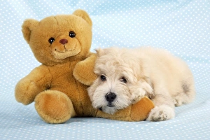Images Dated 23rd July 2008: Dog. Teddy dog with teddy bear