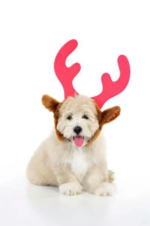 Images Dated 23rd July 2008: Dog. Teddy dog wearing christmas antlers