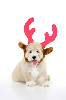 Images Dated 23rd July 2008: Dog. Teddy dog wearing christmas antlers