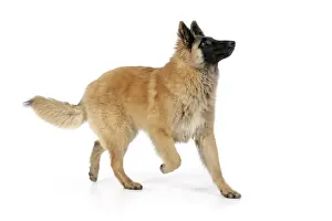Shepherd Dog Prints: DOG. Tervuren