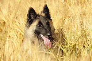 Shepherd Dog Prints: Dog. Tervuren Belgian Shepherd dog in field