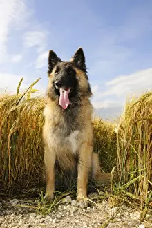 Shepherd Dog Prints: Dog. Tervuren Belgian Shepherd dog in field