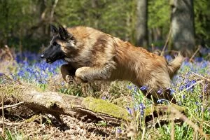 DOG - Tervuren jumping over fallen branch in bluebells