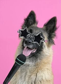 DOG. Tervuren, with microphone & glasses