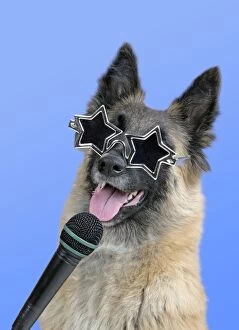 Images Dated 5th January 2008: Dog - Tervuren with microphone & star shaped sunglasses MANIPULATION: Background colour changed
