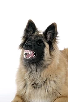 DOG. Tervuren - with mouth open, showing teeth