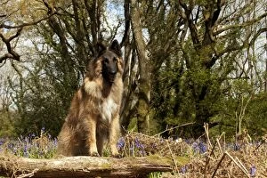 DOG - Tervuren standing on fallen branch in bluebells