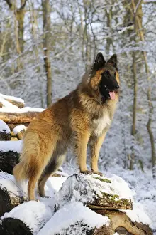 Shepherd Dog Prints: DOG. Tervuren standing on snow covered logs