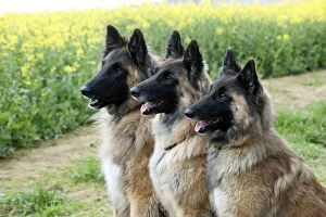 DOG - Tervurens sitting together in field of oil seed rape