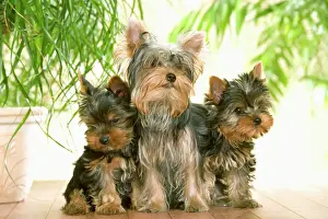In House Prints: Dog - thre Yorkshire Terrier, adult & two puppies