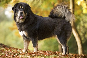 Images Dated 26th October 2008: Dog - Tibetan mastiff